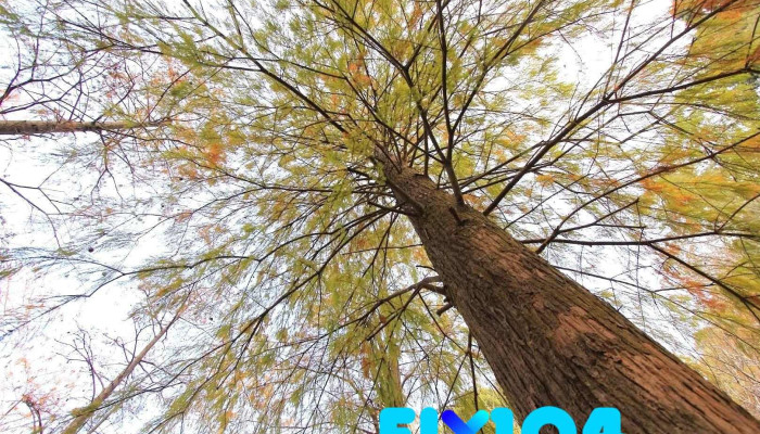 【源瑞合板】保護板(管) 膠帶 Osb板 塑木 塑膠南方松 樺木 松木洞洞板 溝槽板 角鋼層板 木心板 露營 床板 裝潢 木工 裝修 地板 夾板 - Taichung City, Taiping District