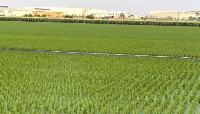 企业社 - Chiayi County, Shuishang Township